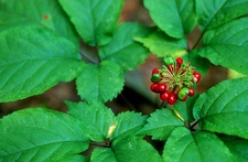 Ginseng Nedir ve Nasıl Kullanılır?